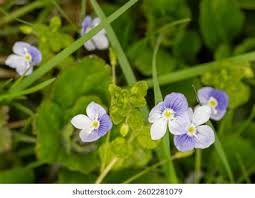 Attēlu rezultāti vaicājumam “Veronica filiformis flower”