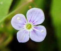 Attēlu rezultāti vaicājumam “Veronica scutellata bud”
