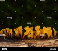 Attēlu rezultāti vaicājumam “Calocera cornea”
