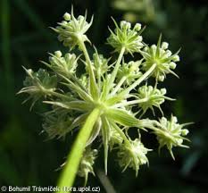 Attēlu rezultāti vaicājumam “Peucedanum palustre fruit”