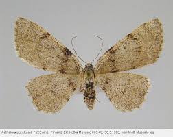 Attēlu rezultāti vaicājumam “Aethalura punctulata”