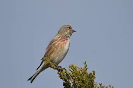 Attēlu rezultāti vaicājumam “Carduelis cannabina adult”