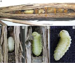 Attēlu rezultāti vaicājumam “Agrotis ripae larva”
