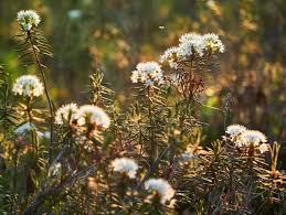 Attēlu rezultāti vaicājumam “Ledum palustre flower”