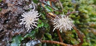 Attēlu rezultāti vaicājumam “Tilachlidium brachiatum”