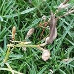 Attēlu rezultāti vaicājumam “Dianthus arenarius leaf”