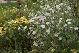 Image result for Lychnis coronaria alba