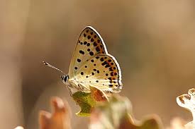 Attēlu rezultāti vaicājumam “Lycaena tityrus female”
