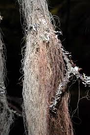 Attēlu rezultāti vaicājumam “Bryoria capillaris”