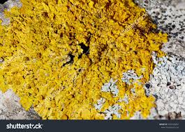 Attēlu rezultāti vaicājumam “Xanthoria polycarpa”