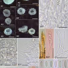 Attēlu rezultāti vaicājumam “Hyaloscypha hyalina”