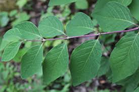 Attēlu rezultāti vaicājumam “Lonicera xylosteum”