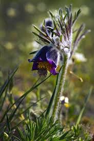 Attēlu rezultāti vaicājumam “Pulsatilla pratensis flower”