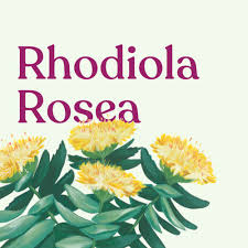 Attēlu rezultāti vaicājumam “Rhodiola rosea”
