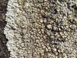 Attēlu rezultāti vaicājumam “Lecanora muralis”