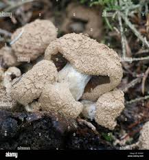 Attēlu rezultāti vaicājumam “Asterophora lycoperdoides”