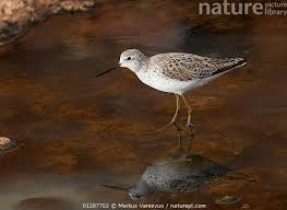 Attēlu rezultāti vaicājumam “Tringa stagnatilis”