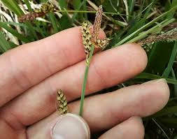 Attēlu rezultāti vaicājumam “Carex panicea”