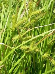 Attēlu rezultāti vaicājumam “Carex loliacea”