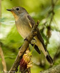 Image result for Ficedula albicilla