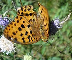 Attēlu rezultāti vaicājumam “Argynnis laodice male”