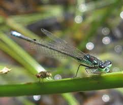 Attēlu rezultāti vaicājumam “Comatricha fragilis stalked”