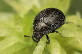 Attēlu rezultāti vaicājumam “Cytilus sericeus”