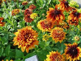 Image result for Rudbeckia