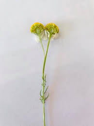 Attēlu rezultāti vaicājumam “Tripleurospermum inodorum leaf”