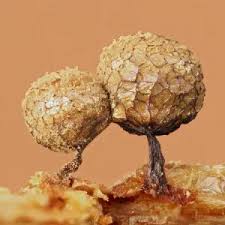 Attēlu rezultāti vaicājumam “Cribraria argillacea macro”