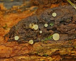 Attēlu rezultāti vaicājumam “Hymenoscyphus imberbis”