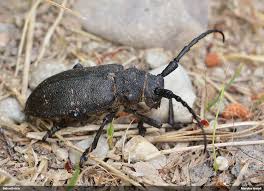 Attēlu rezultāti vaicājumam “Lamia textor”