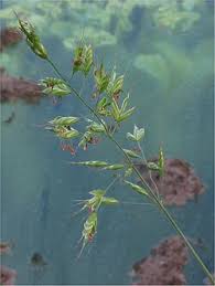 Attēlu rezultāti vaicājumam “Bromus hordeaceus subsp. hordaceus fruit”