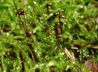 Attēlu rezultāti vaicājumam “Sciuro-hypnum curtum”