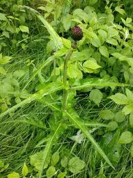 Attēlu rezultāti vaicājumam “Cirsium heterophyllum flower”