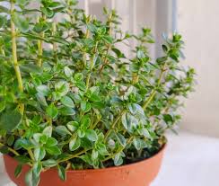 Attēlu rezultāti vaicājumam “Thymus vulgaris”