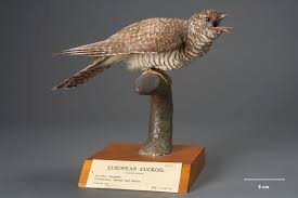 Attēlu rezultāti vaicājumam “Cuculus canorus”