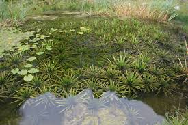 Attēlu rezultāti vaicājumam “Stratiotes aloides”