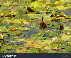 Attēlu rezultāti vaicājumam “Potamogeton natans”