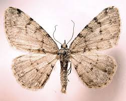 Attēlu rezultāti vaicājumam “Aethalura punctulata”