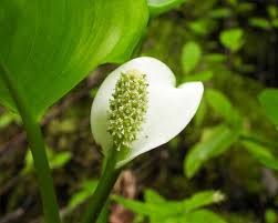 Attēlu rezultāti vaicājumam “Calla palustris flower”
