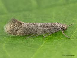 Attēlu rezultāti vaicājumam “Cephaloziella elachista”