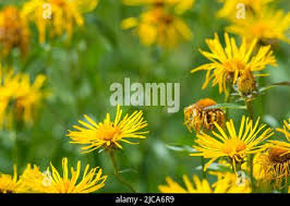 Attēlu rezultāti vaicājumam “Inula salicina leaf”