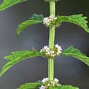 Attēlu rezultāti vaicājumam “Lycopus europaeus flower”
