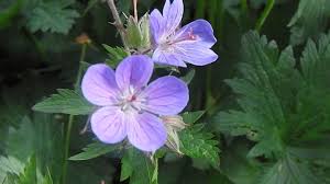 Attēlu rezultāti vaicājumam “Geranium sylvaticum flower”