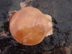 Image result for Placopecten magellanicus