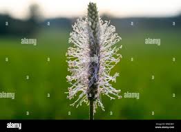 Attēlu rezultāti vaicājumam “Plantago media flower”
