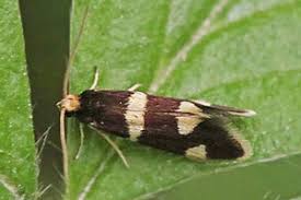 Attēlu rezultāti vaicājumam “Incurvaria praelatella”