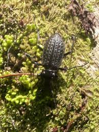 Attēlu rezultāti vaicājumam “Carabus clathratus”