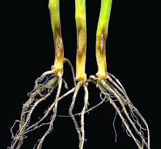 Attēlu rezultāti vaicājumam “Euura acutifoliae”